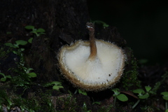 Lentinus berteroi