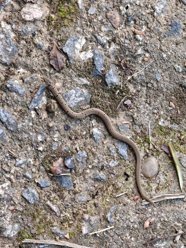 Duméril's Kukri Snake
