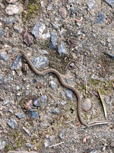 Duméril's Kukri Snake