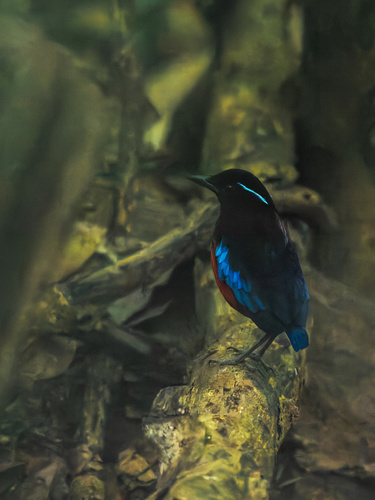 Black-crowned Pitta (Erythropitta ussheri), photo 2