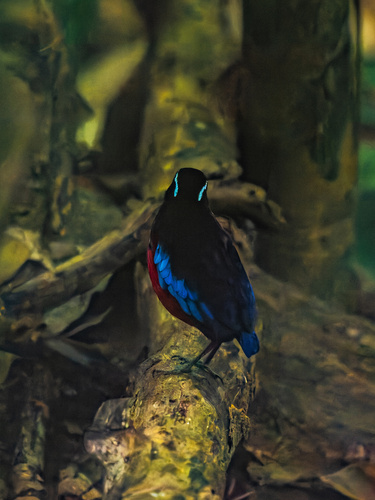 Black-crowned Pitta (Erythropitta ussheri), photo 3