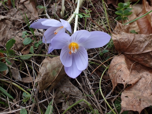 Kotschy's Crocus (Crocus kotschyanus)