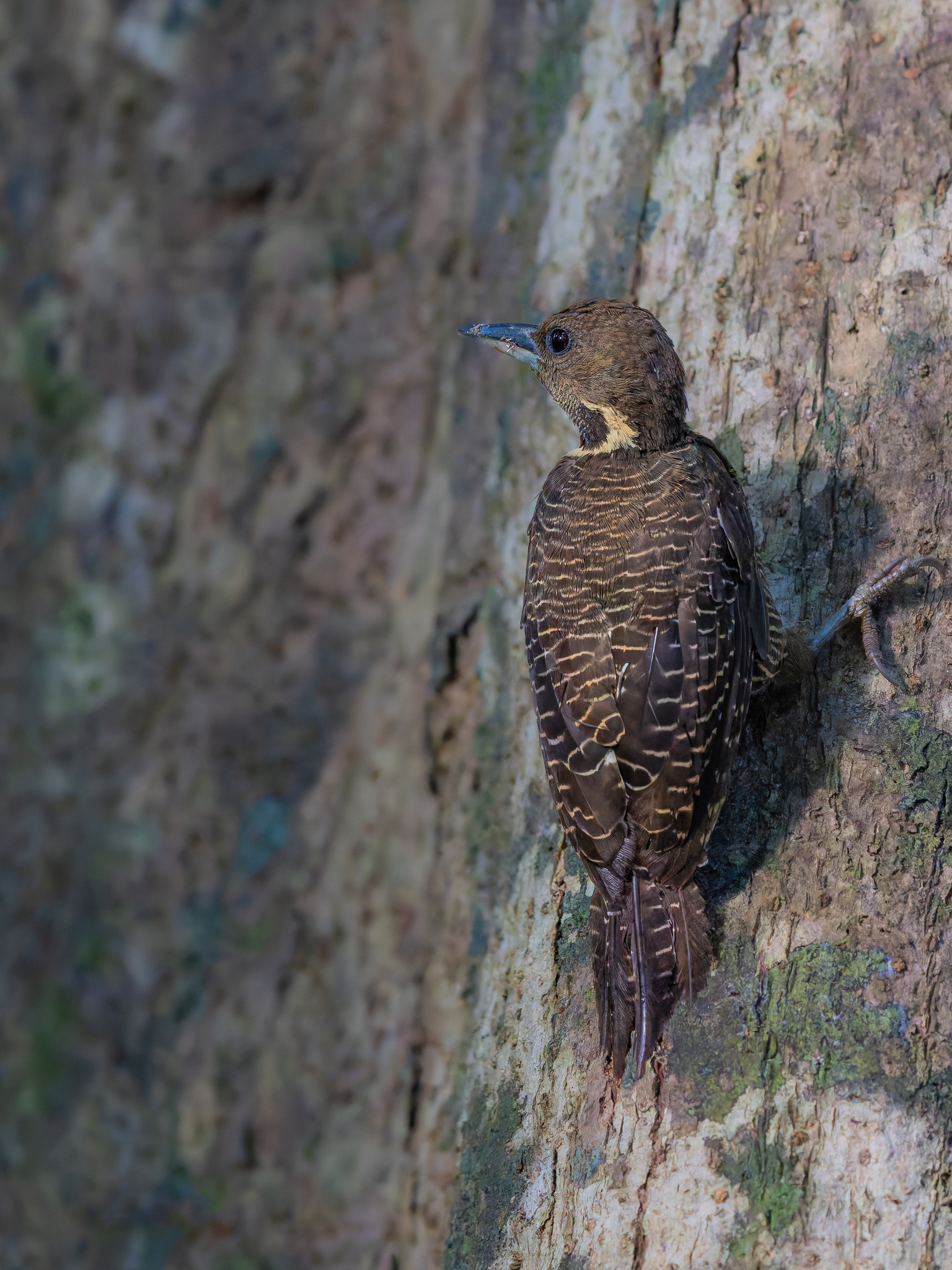 Buff-necked Woodpecker (Meiglyptes tukki), photo 5