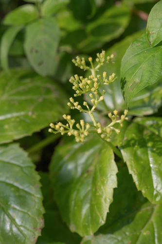 Cyphostemma dhufarense