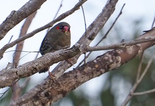 Red-eared Firetail (Stagonopleura oculata), photo 7