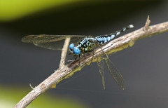 Acisoma attenboroughi