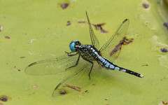 Acisoma attenboroughi