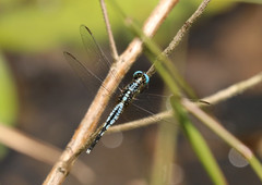 Acisoma attenboroughi