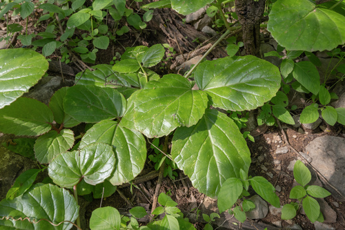Cyphostemma dhufarense
