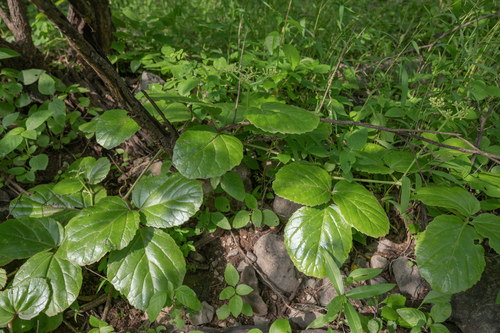 Cyphostemma dhufarense