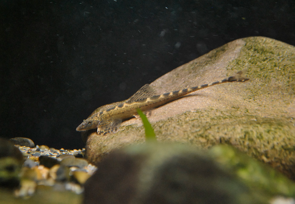 Longtail hillstream loach (Lepturichthys fimbriata) — Balitoridae