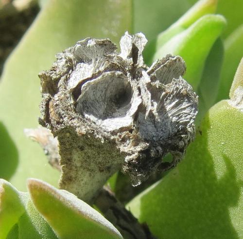 Mentocalyx velutina (L. Bolus) Schwantes 3