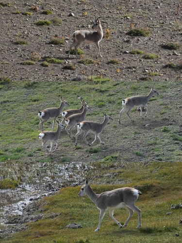 Tibetan Gazelle