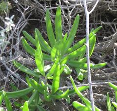 Tylecodon paniculatus × wallichii
