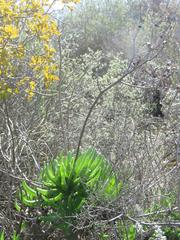 Tylecodon paniculatus × wallichii