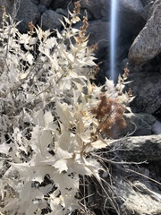 Ambrosia ilicifolia