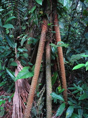 Socratea exorrhiza