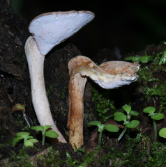 Pseudofistulina