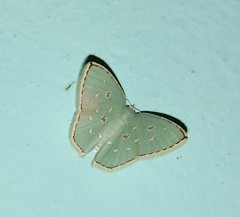 Comostola subtiliaria