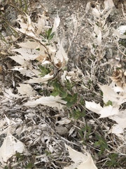 Ambrosia ilicifolia