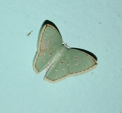 Comostola subtiliaria