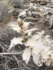 Ambrosia ilicifolia