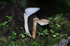 Pseudofistulina