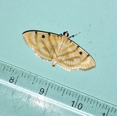 Notarcha tigrina