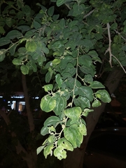 Ziziphus jujuba