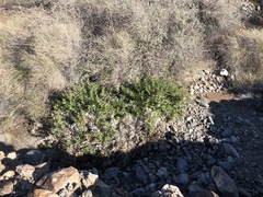 Ambrosia ilicifolia