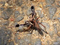 Portia albimana
