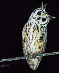 Striped Owl photo 2