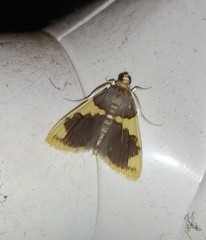 Rehimena phrynealis