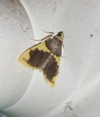 Rehimena phrynealis