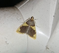Rehimena phrynealis