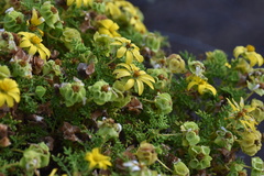 Lecocarpus pinnatifidus