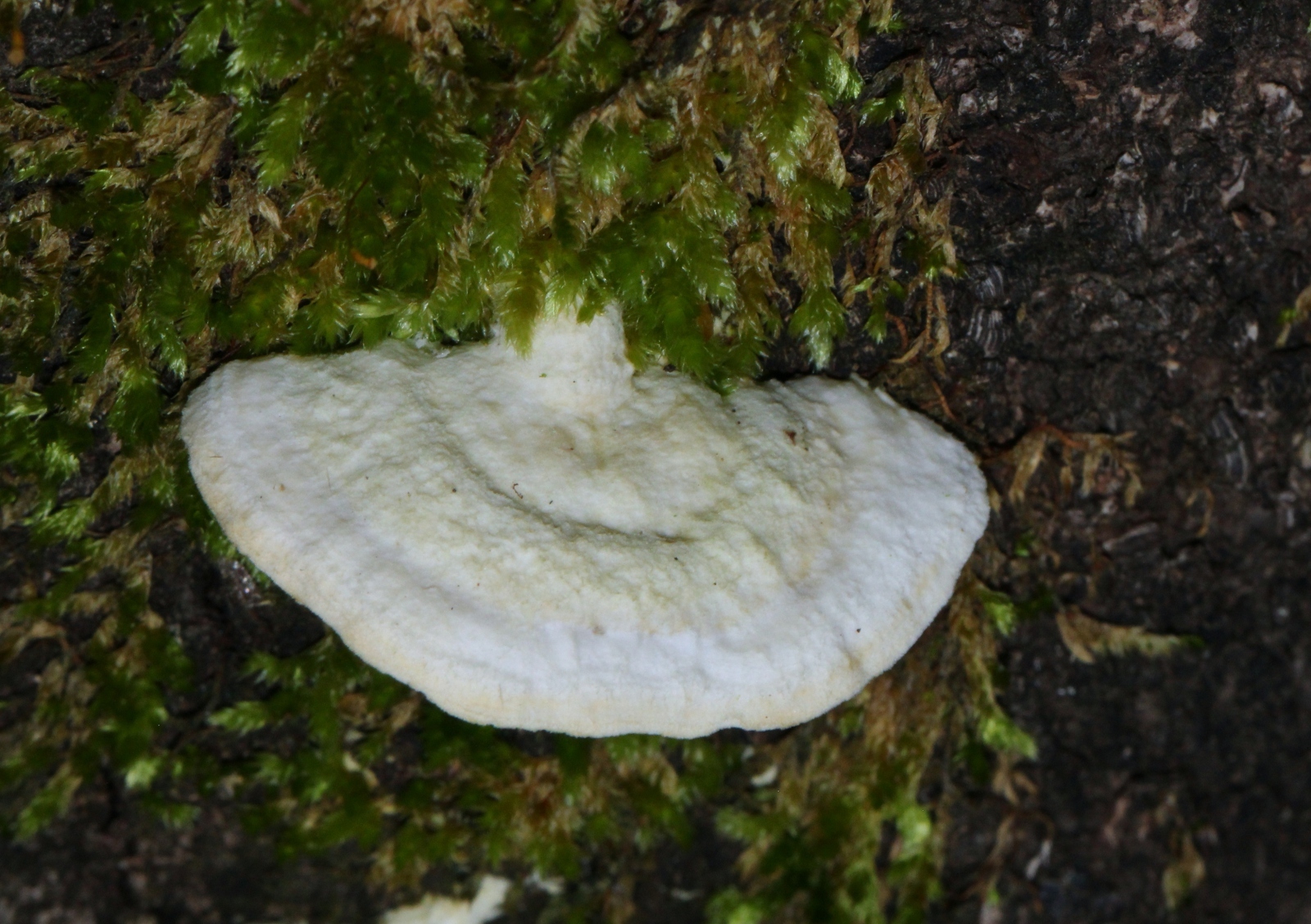 Gloeoporus dichrous image