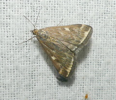 Loxostege munroealis
