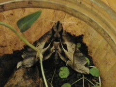 Eumorpha analis