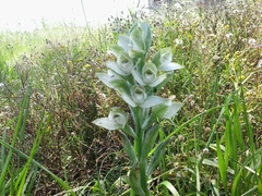 Chloraea membranacea