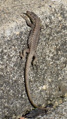 Podarcis muralis maculiventris