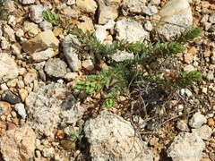 Thymelaea pubescens