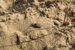 Myrmeleon formicarius