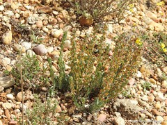 Thymelaea pubescens