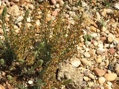 Thymelaea pubescens