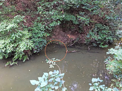 Cyprinus rubrofuscus