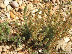 Thymelaea pubescens
