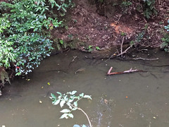 Cyprinus rubrofuscus