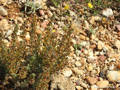 Thymelaea pubescens