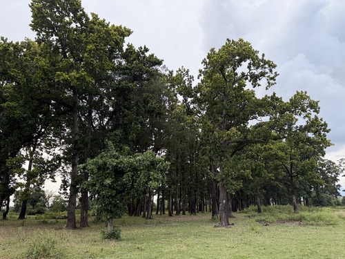 Sal (Shorea robusta)